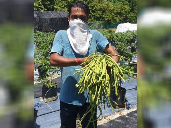 Jaya Ganesan Jeffry menunjukkan kacang panjang yang dituai untuk dipasarkan di sekitar Pasir Salak dan Kampung Gajah.