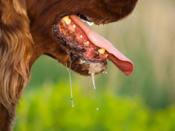 Budak 5 tahun mangsa terbaru rabies di Sarawak