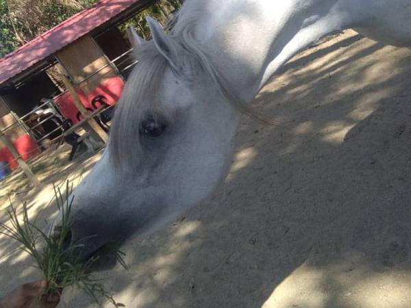 Pemilik kuda di Kelantan dinasihatkan untuk segera membuat rawatan jika kuda mereka tidak sihat bagi mengelak jangkitan AHS.