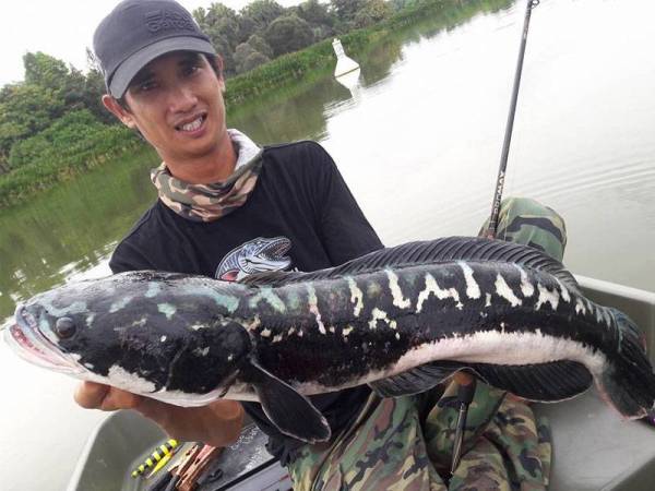 Toman adalah ikan tempatan dikelaskan ikan terkuat kategori air tawar.