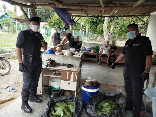 Mohd Khairiel (kiri) bersama Timbalan Ketua Polis Daerah Jempol, Deputi Superintenden Mohd Hafiz Muhammad Nor menunjukkan daun ketum yang dirampas.