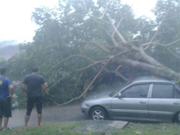 Sebatang pokok tumbang dan menghempap tiga buah kereta di Taman Desa Mutiara, Johor Bahru hari ini.