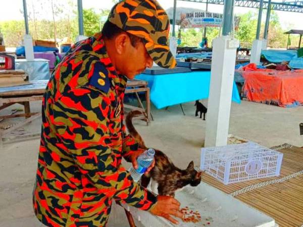 Azhar Elmi sempat memberi makan beberapa ekor kucing terbiar semasa melakukan program Sanitasi Awam Koronavirus (Covid-19) Nyahcemar di Pasar Borong Pasir Puteh. foto: bomba - Foto Bomba