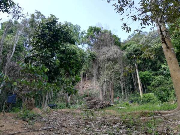 Antara pokok bernilai tinggi yang telah ditebang oleh penceroboh di kompartmen 38 di Hutan Simpan Kekal Padang Terap. -FOTO JPNK