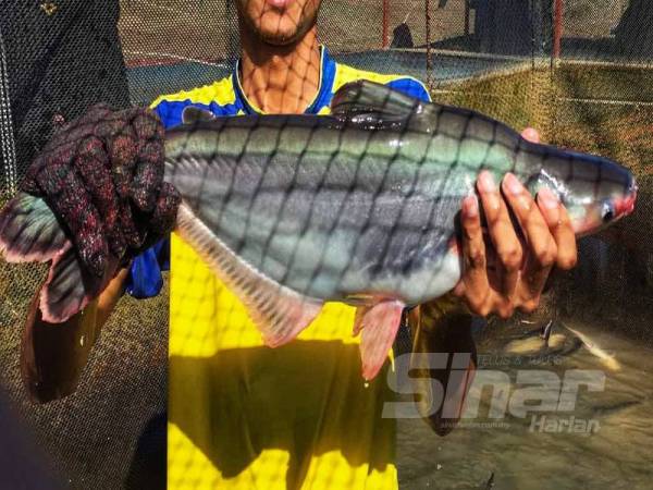 Jualan ikan patin khususnya menurun ketika PKP. 