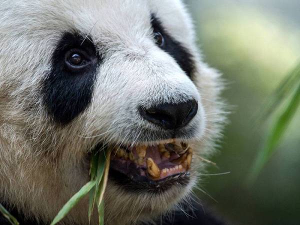Kelihatan panda Xiang Xiang menikmati makanan ketika tinjauan di Zoo Negara hari ini. - Foto Bernama