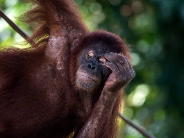 Gelagat seekor Orang Utan Borneo ketika tinjauan di Zoo Negara hari ini. - Foto Bernama