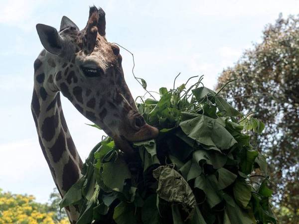 Kelihatan seekor zirafah menikmati makanan ketika tinjauan di Zoo Negara hari ini. - Foto Bernama