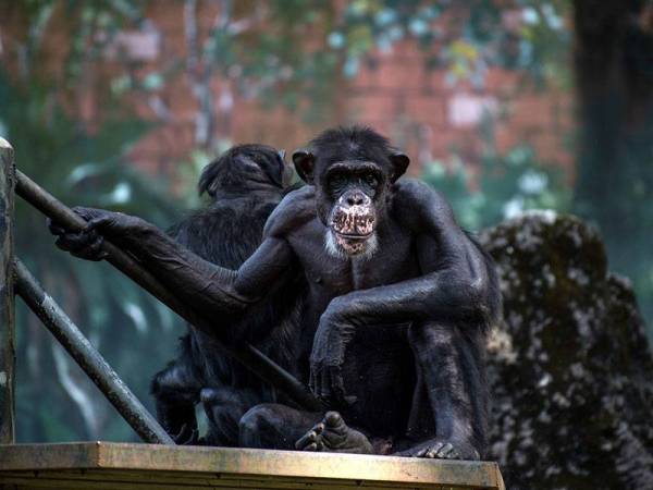 Gelagat seekor cimpanzi berehat ketika tinjauan di Zoo Negara hari ini. - Foto Bernama