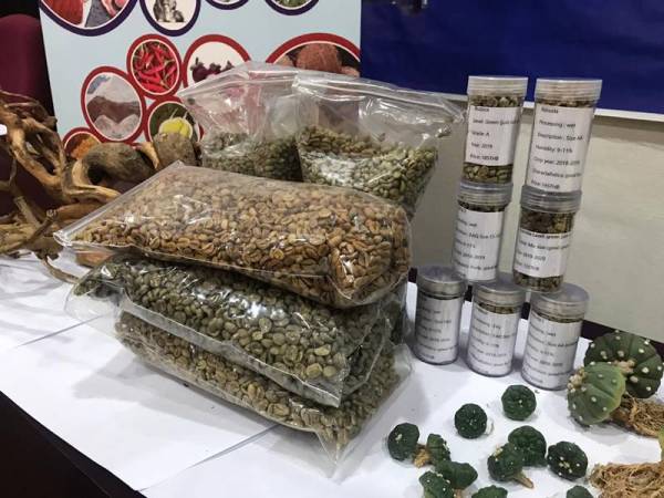 Biji kopi asli yang dirampas.