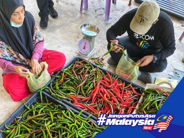 Sebahagian daripada cili yang telah dituai.