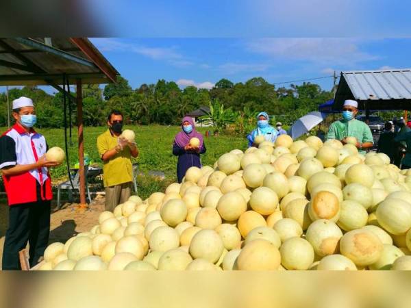 Che Abdullah (dua dari kiri) melihat hasil tuaian tembikai wangi di Kampung Slow Teliar, Bunut Susu semalam.