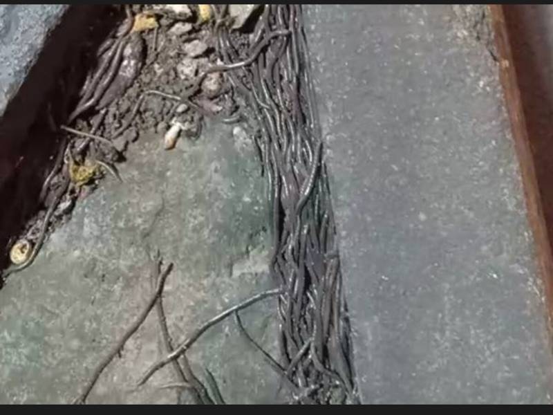 Kemunculan ribuan cacing saiz besar di pasar Gede Solo, Jawa Tengah. - Foto: Kompas