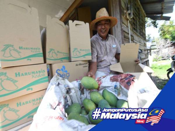Mazlan memanfaatkan tempoh PKP dengan mengusahakan tanaman harumanis di rumahnya di Kampung Alor Serdang di sini.