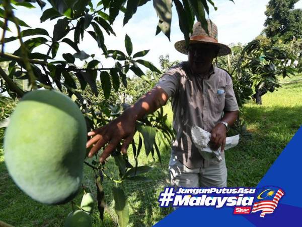 Mazlan menunjukkan harumanis yang diusahakan di belakang rumahnya di Kampung Alor Serdang di sini.