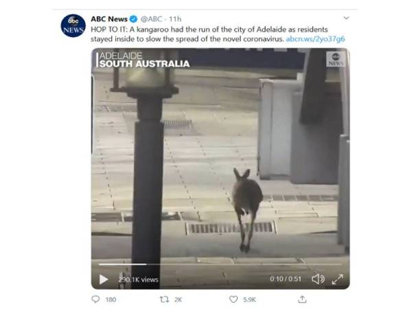 Rakaman CCTV kanggaru 'bersiar' di bandar Adelaide.