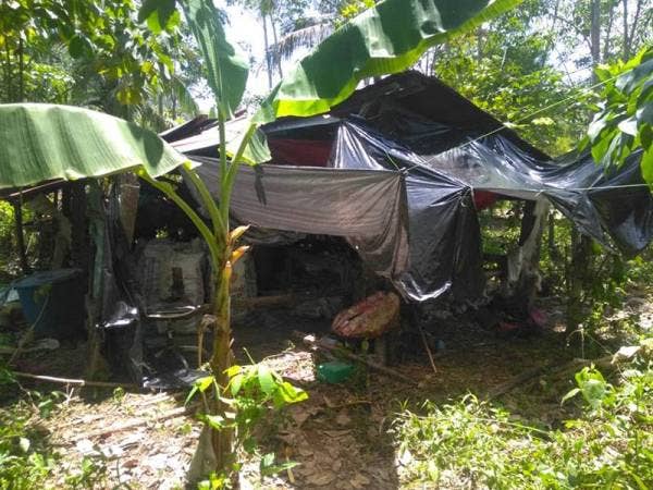 Antara guni dan bungkusan berisi daun ketum yang dirampas PGA dalam Op Covid-19 di sekitar daerah Padang Besar, Perlis, semalam.
