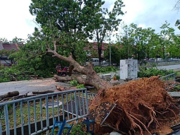 Kejadian pokok tumbang yang berlaku di Seksyen 7, petang tadi.