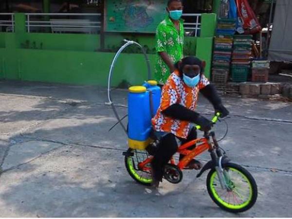 Cimpanzi berkenaan sedang melakukan proses sanitasi. - Foto DailyStar.Co.Uk