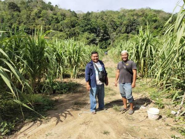 Shaliashazwan (kanan) bersama adiknya di ladang tebu mereka.