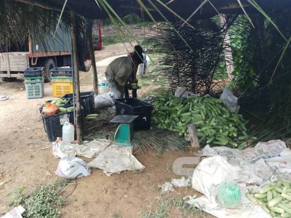 Hasil tanaman timun di ladang milik Yusof dikunjungi beberapa peraih sejak beberapa hari lalu.
