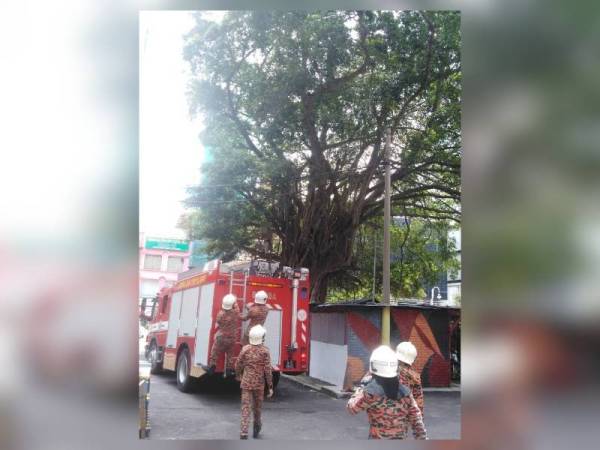 Seorang lelaki warga emas dipercayai cuba membunuh diri dengan menggantung diri di pokok di Lorong Haji Taib 5, Kuala Lumpur, hari ini berjaya diselamatkan anggota bomba. - Foto Bomba Kuala Lumpur