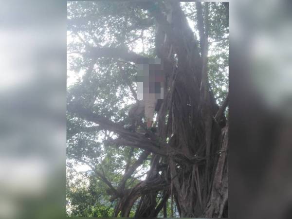 Seorang lelaki warga emas dipercayai cuba membunuh diri dengan menggantung diri di pokok di Lorong Haji Taib 5, Kuala Lumpur, hari ini berjaya diselamatkan anggota bomba. - Foto Bomba Kuala Lumpur