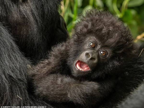 Reaksi bayi gorila ketika melihat manusia buat kali pertama. - Foto Kirsty Taylor