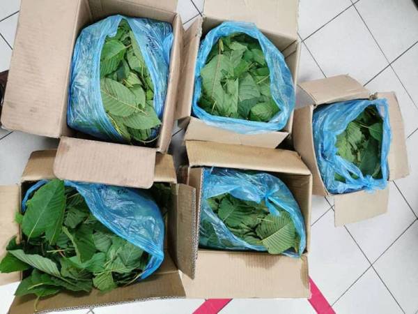 Daun ketum yang disorok dalam kotak dibawa menggunakan lori yang dibenarkan beroperasi dalam tempoh PKP.