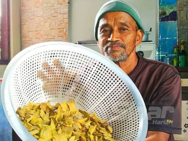 Saidi menunjukkan kayu cengal atau 'laghu' yang diletakkan di dalam bekas plastik ketika proses tuaian dijalankan.