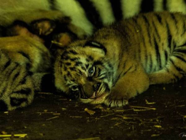 Kelahiran baharu itu menjadikan jumlah keseluruhan Harimau Malaya di Zoo Taiping & Night Safari sebanyak lapan ekor. - Foto Majlis Perbandaran Taiping
