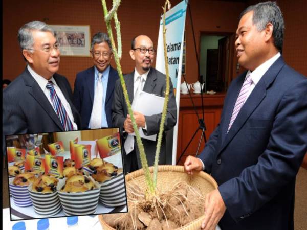 Ahmad Said (kanan) mengakui ubi gadong banyak meninggalkan nostalgia ketika zaman kanak-kanaknya.