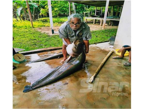 Azran anggap rezeki Ramadan selepas dua ikan tapah berjaya dinaikkan.