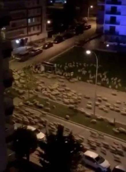 Rombongan biri-biri berkenaan. -Foto: Metro.Co.Uk