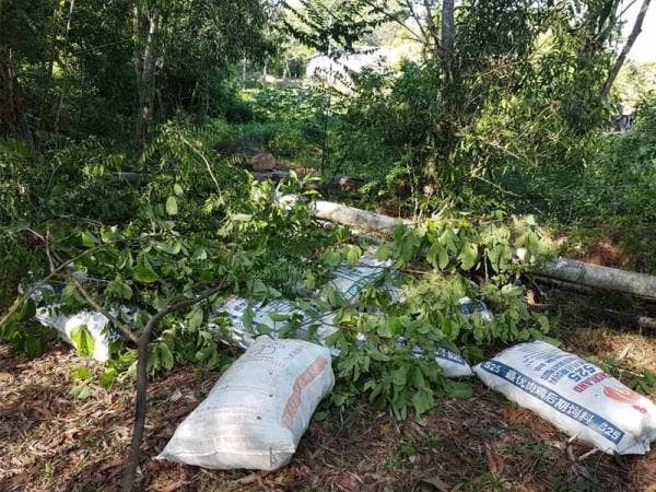 Antara rampasan daun ketum dalam operasi di sekitar Padang Besar, Perlis, baru-baru ini.