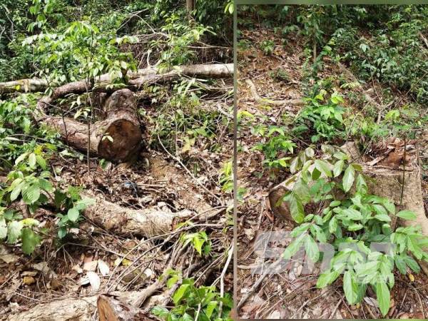 Suspek meninggalkan batang pokok yang ditebang dalam kebun milik mangsa.
