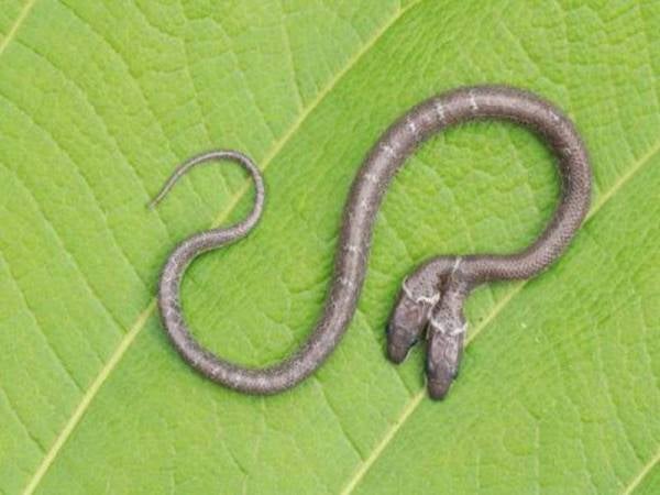 Haiwan menakjubkan itu dijumpai dalam hutan di India. - Foto Mirror 