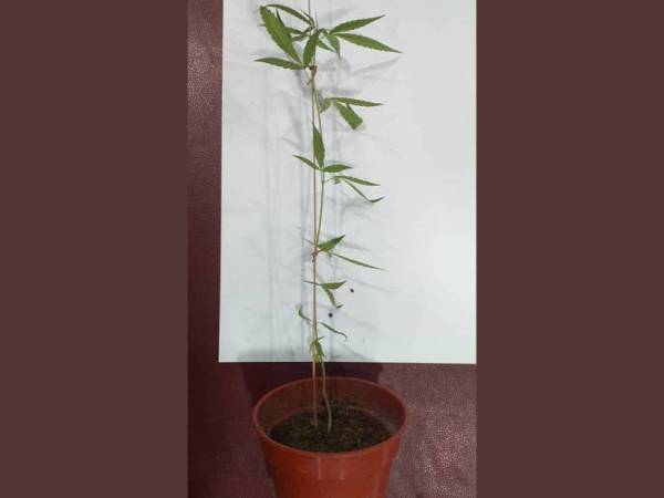 Polis menemui pokok ganja yang dipercayai ditanam suspek sejak dua bulan lepas.