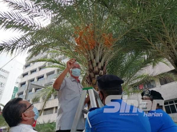 Nor Hisham memetik buah kurma yang telah masak.