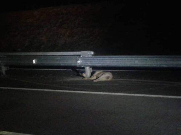 Keadaan babi hutan yang dirempuh, setelah melintas secara tiba-tiba.