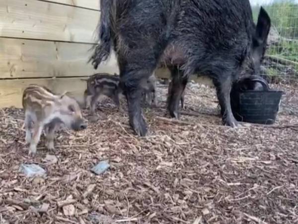 Anak kancil vs anak babi