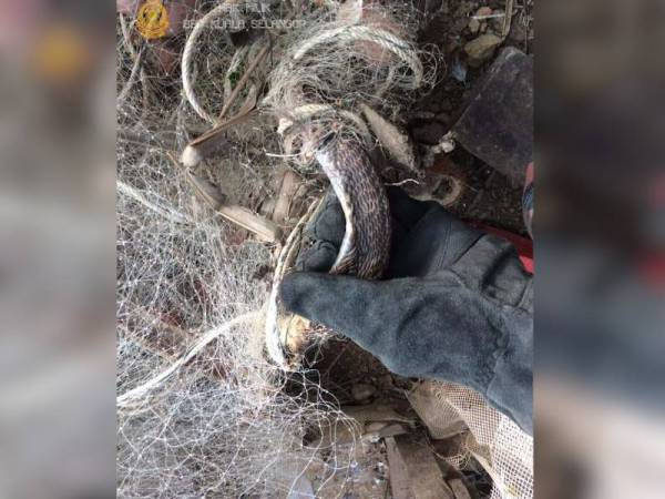 Seekor ular tedung tersangkut pada jaring di belakang rumah penduduk di Taman Rajawali, Bukit Rotan di sini pagi tadi.