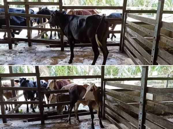 Antara lembu yang berjaya ditemui semula susulan penahanan empat lelaki di sekitar Sungai Pelek, Sepang, Isnin lalu.