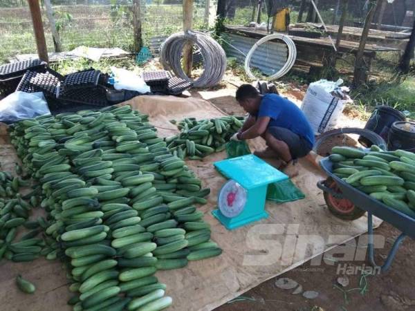 Program Agropreneur Muda (PAM) menyediakan bantuan geran dalam bentuk barangan bernilai sehingga RM20,000, dan Pembiayaan Khas Agropreneur Muda iaitu pinjaman sehingga RM200,000 melalui Agrobank dan TEKUN Nasional dengan kadar faedah dua peratus sahaja. Gambar hiasan.