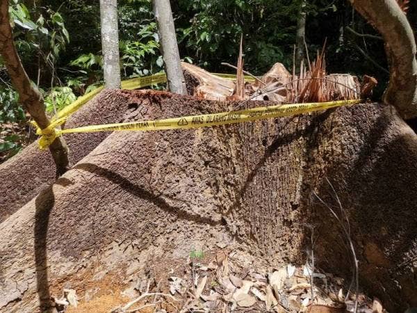 Tunggul pokok meranti tembaga bersama 209 keping kayu yang telah ditukarbentuk menjadi kayu sedia ada pelbagai saiz ditemui di lokasi serbuan