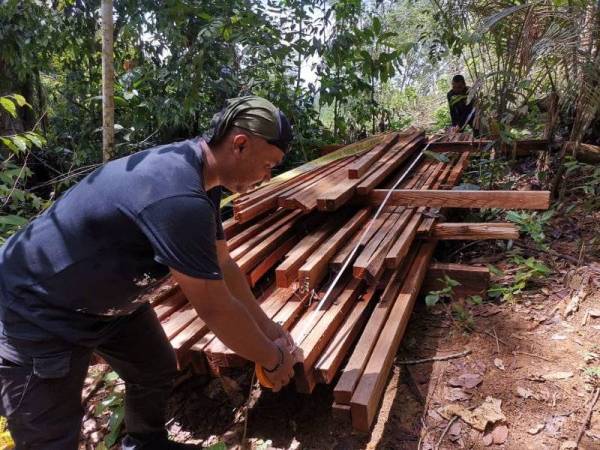 Tunggul pokok meranti tembaga bersama 209 keping kayu yang telah ditukar bentuk menjadi kayu sedia ada pelbagai saiz ditemui di lokasi.