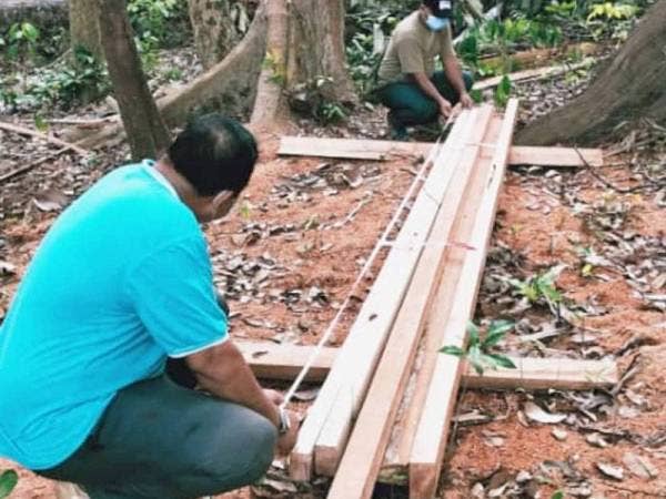 Pegawai PHD Temerloh dan Bera mengukur papan yang telah belah sekumpulan individu yang menebang balak secara haram di Hutan Simpan Chini kelmarin.