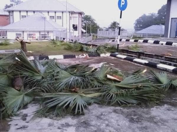 Pokok dan tanaman di sekolah musnah dirosakkan gajah liar yang mencerobohmasuk.