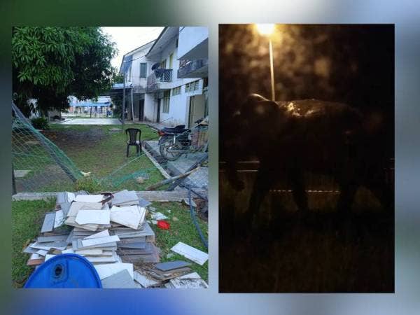 Keadaan pagar sekolah yang rosak. (Kanan: Kelibat seekor gajah yang sempat dirakam Sazana ketika masuk ke kawasan sekolah dan kuarters guru. )