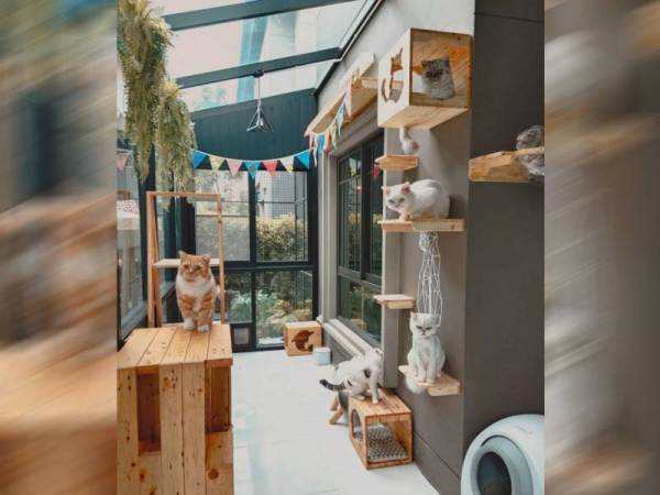 Pengguna Facebook DataKitt Cattery kongsi bina rumah kucing hampir RM30,000 cetus inspirasi kepada netizen.